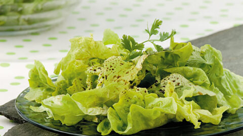 Salade verte - Déclinaisons de vinaigrettes : Découvrez nos recettes