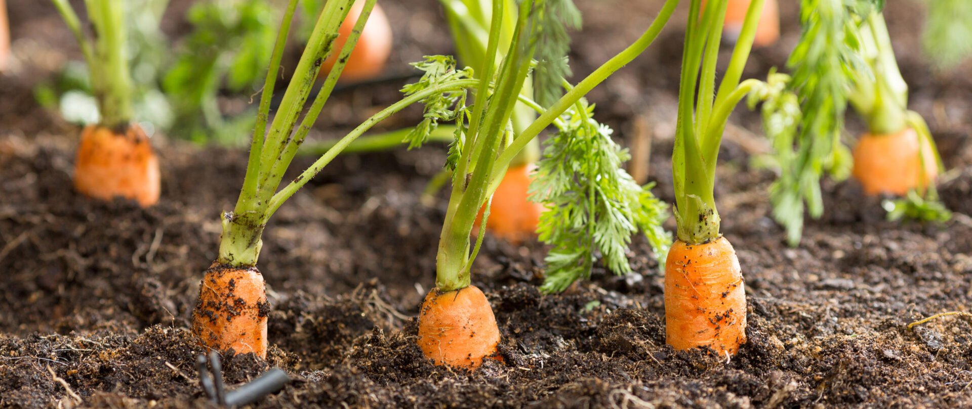 Можно ли перед посадкой моркови. Проредить морковь. Урожайный огород Татьяны морковь. Морковь с ботвой. Морковь на грядке.