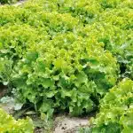 salade