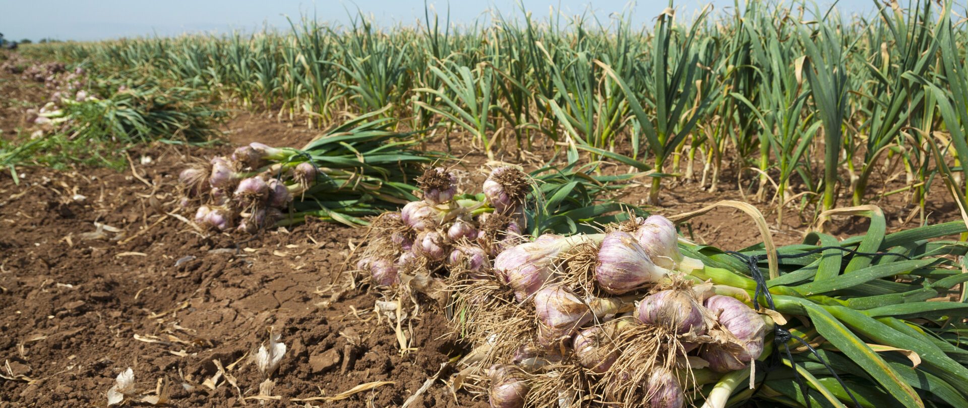 Tout savoir sur l’ail Botanique, culture et production, histoire