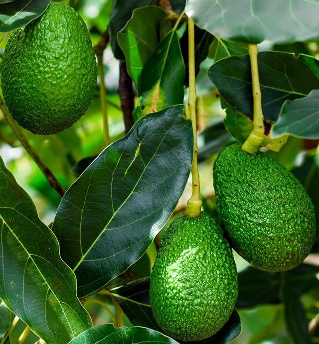 Avocat Pr sentation Production Consommation Interfel Les Fruits 