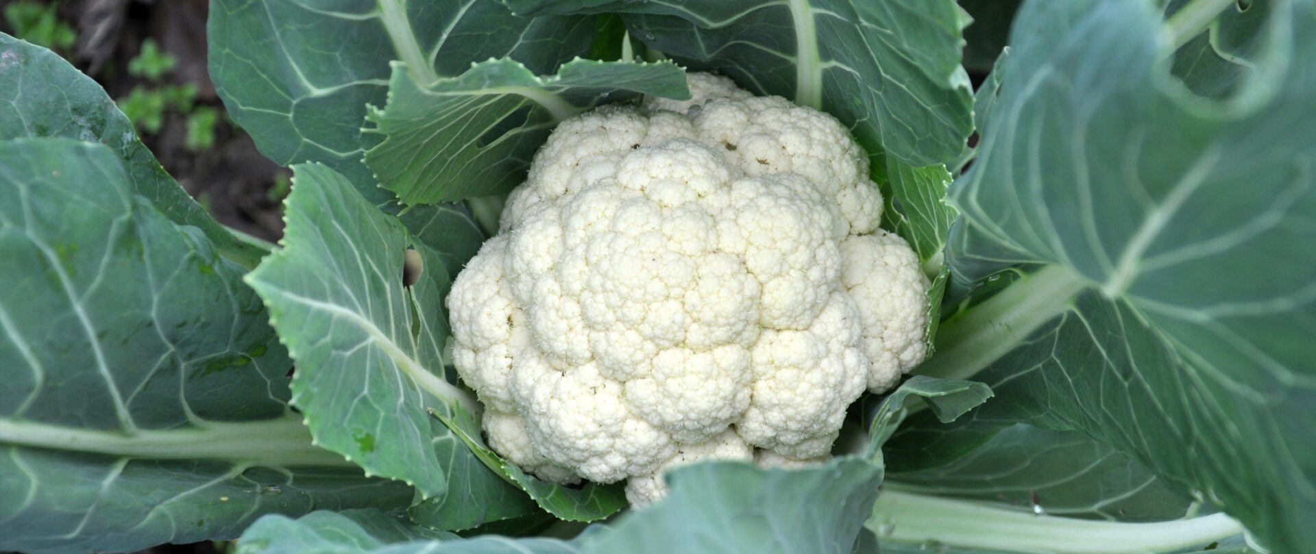 Chou Fleur Production Culture Botanique Interfel Les Fruits Et Legumes Frais