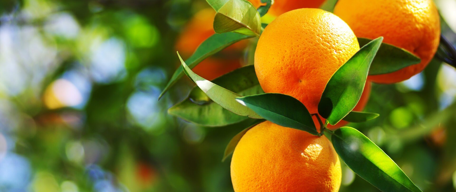 Clémentine, Mandarine Production, culture, botanique Interfel Les