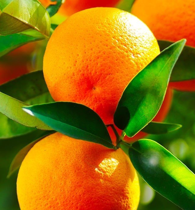 Cl mentine Mandarine Pr sentation Production Consommation 