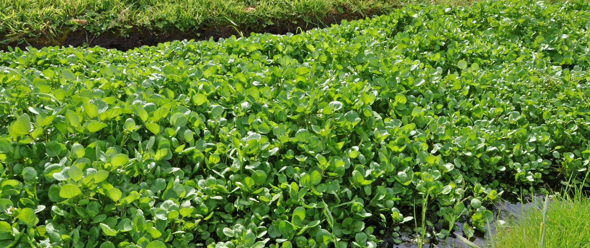 Cresson Production, culture, botanique Interfel Les fruits et