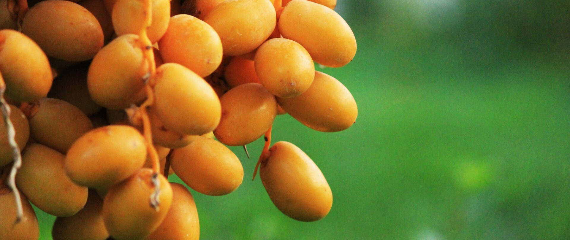 Liste des fruits et légumes commençant par D