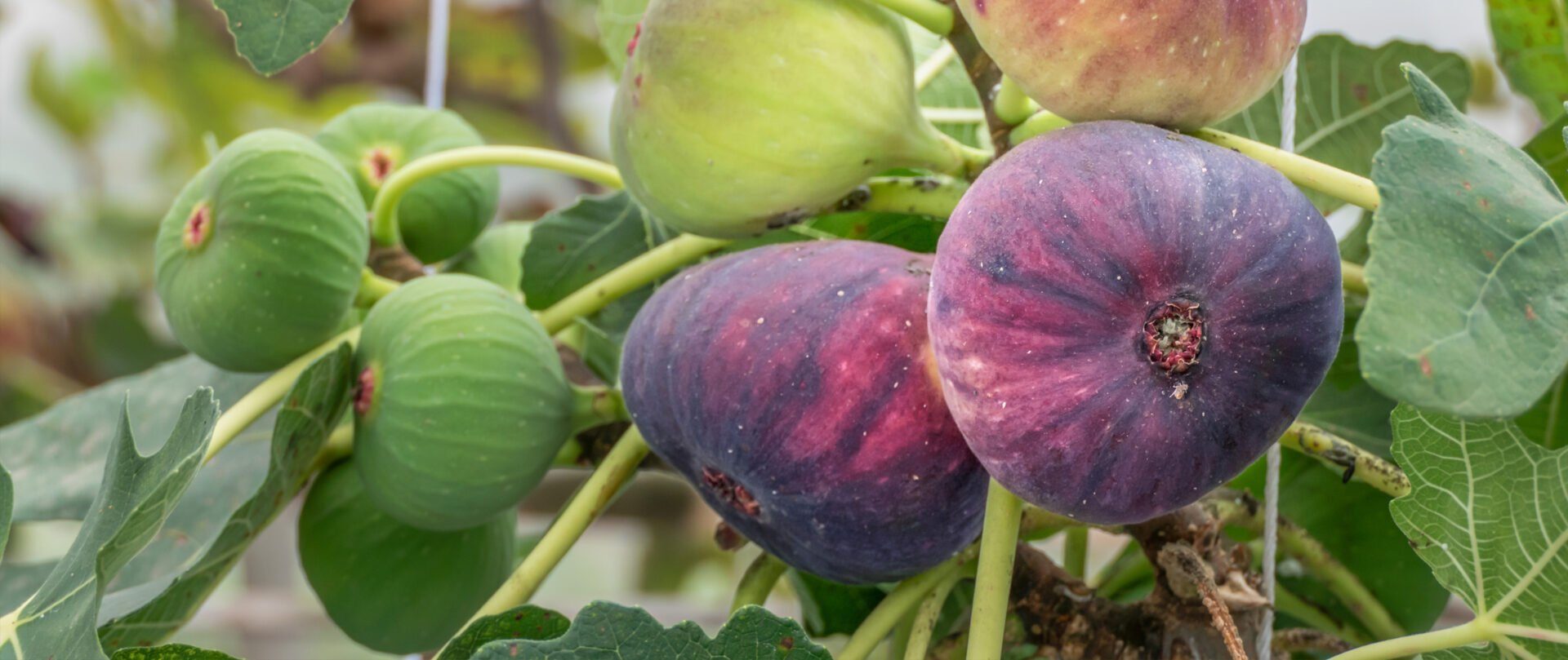 Figue Production, culture, botanique Interfel Les fruits et