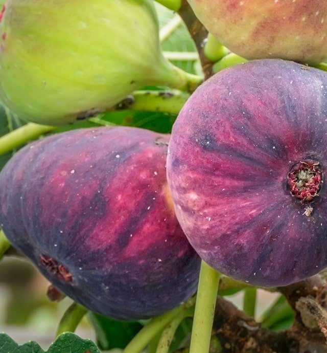 Figue Présentation, production, consommation Interfel Les fruits et légumes frais