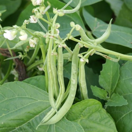 Découvrez La liste des fruits et légumes par ordre alphabétique