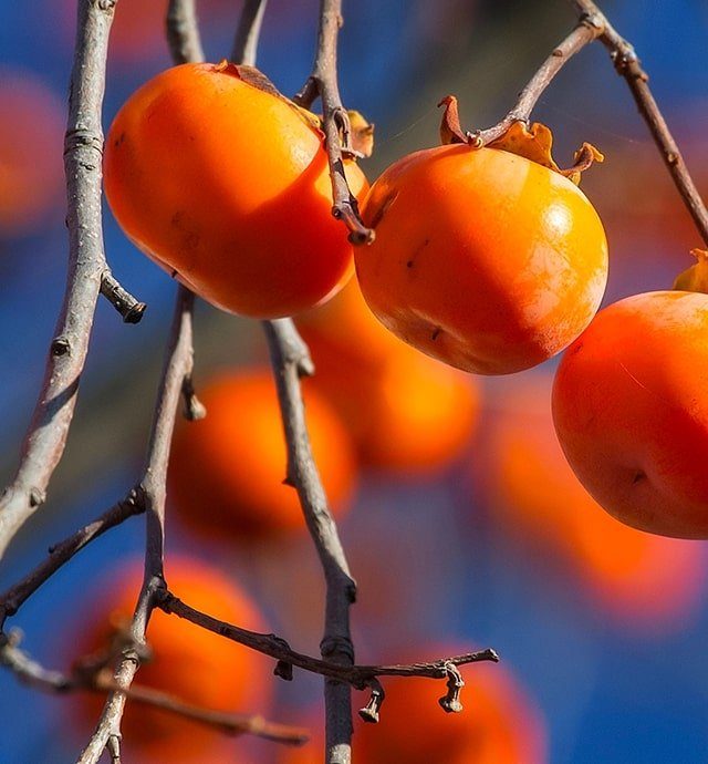 Kaki Choisir, conserver, signes de qualité et d’origine Interfel Les fruits et légumes frais