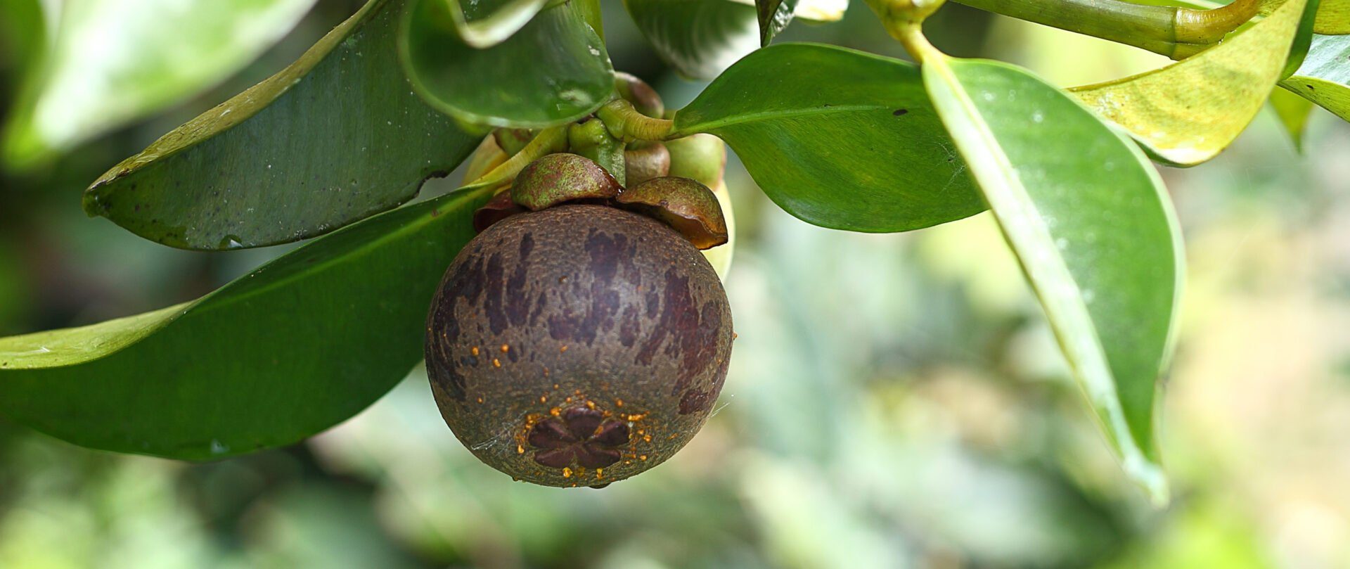 Tout savoir sur le mangoustan Botanique, culture et production, histoire