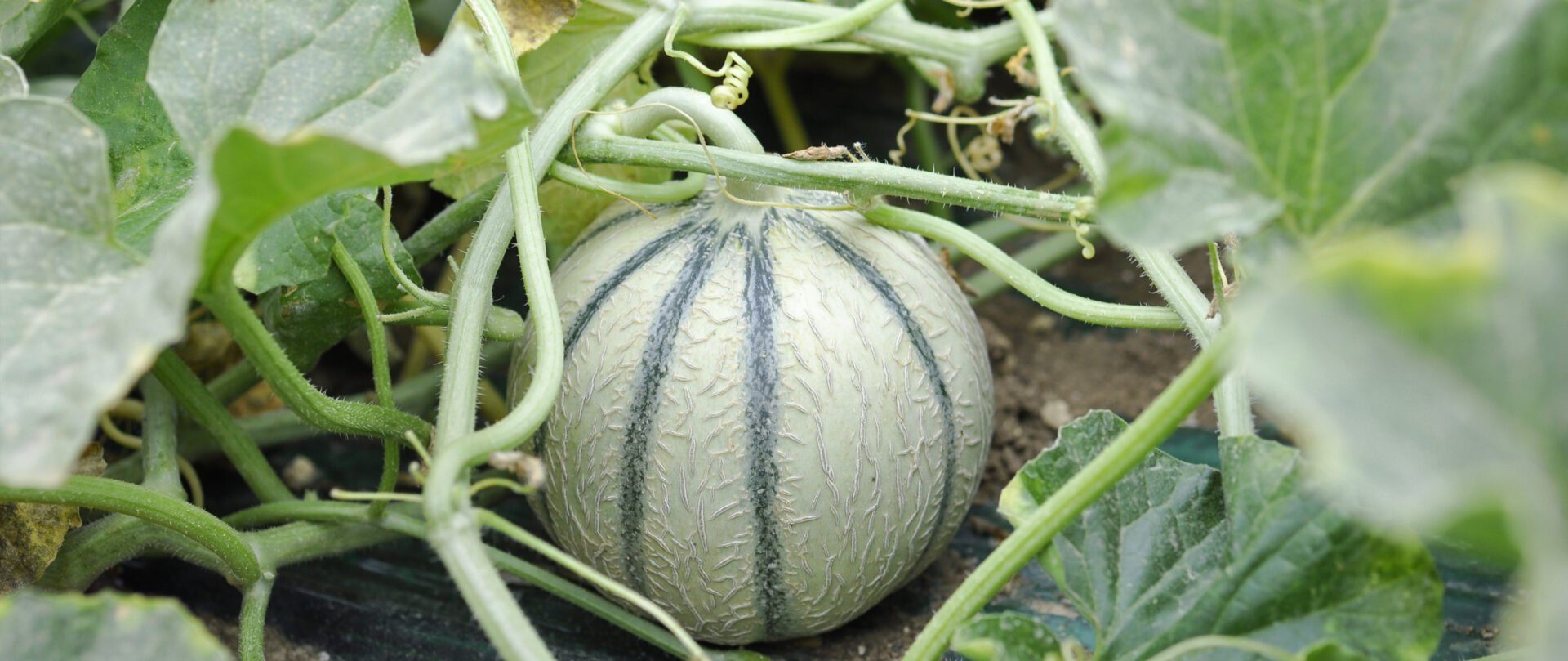 Tout savoir sur le melon Botanique, culture et production, histoire