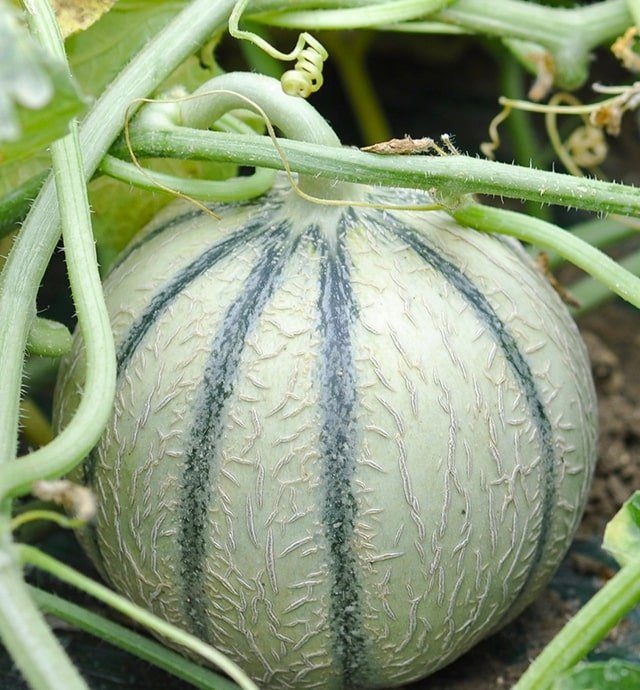 Tout savoir sur le melon Botanique, culture et production, histoire