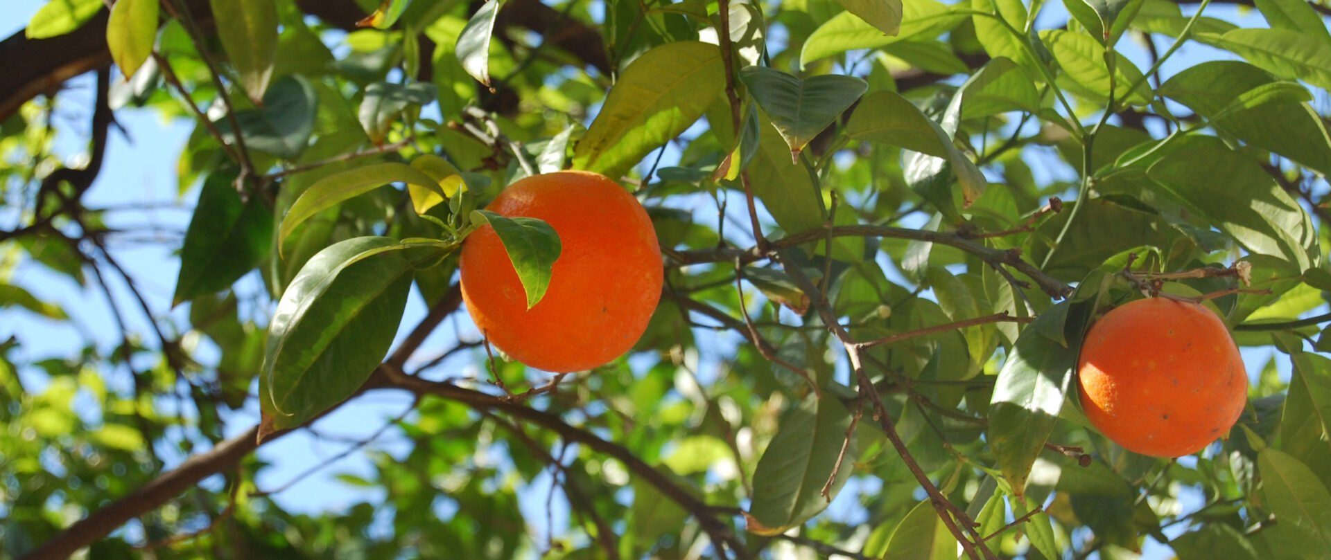 Orange : variétés, saison, vitamines, une par jour