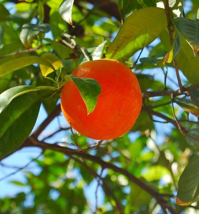 Orange Production, culture, botanique Interfel Les fruits et