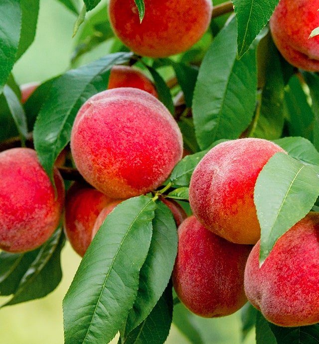 Tout savoir sur la pêche et la nectarine : Botanique, culture et  production, histoire