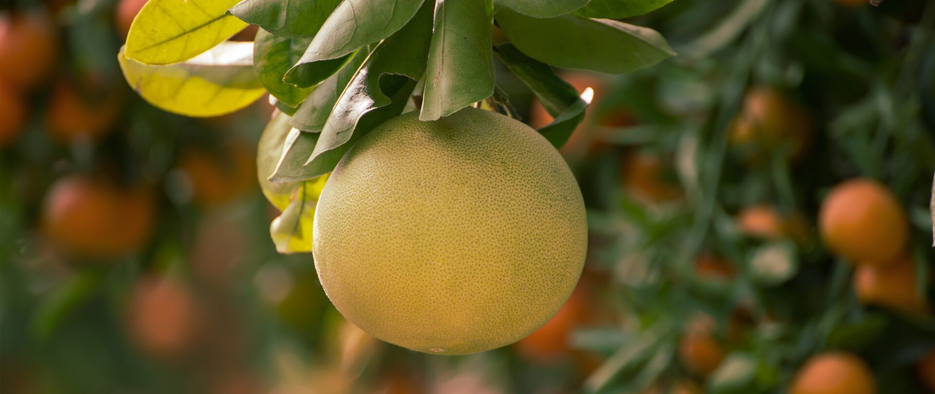 Pomelo Présentation, disponibilité, conservation