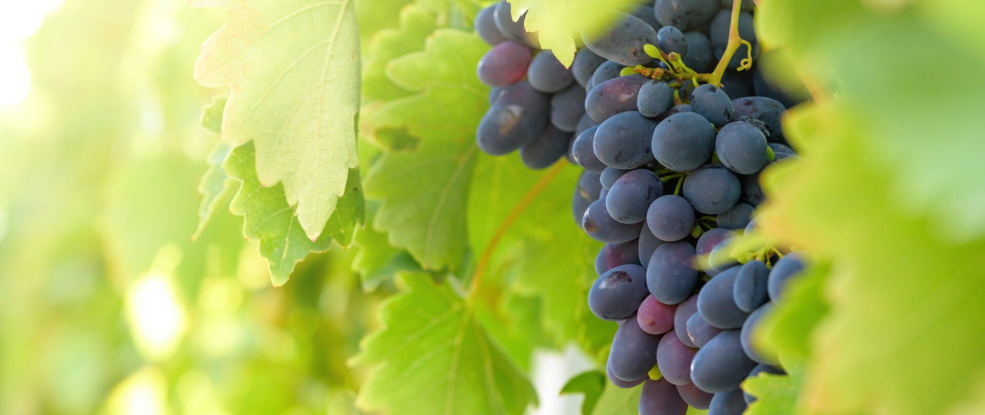 Raisin Présentation, production, consommation Interfel Les fruits